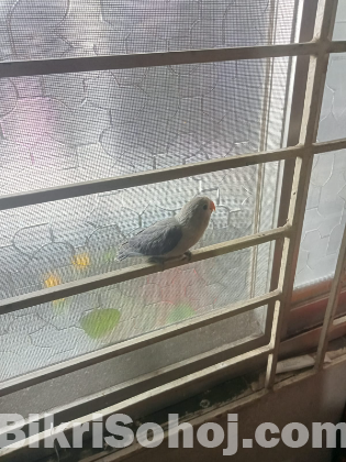 Df blue fisher love bird